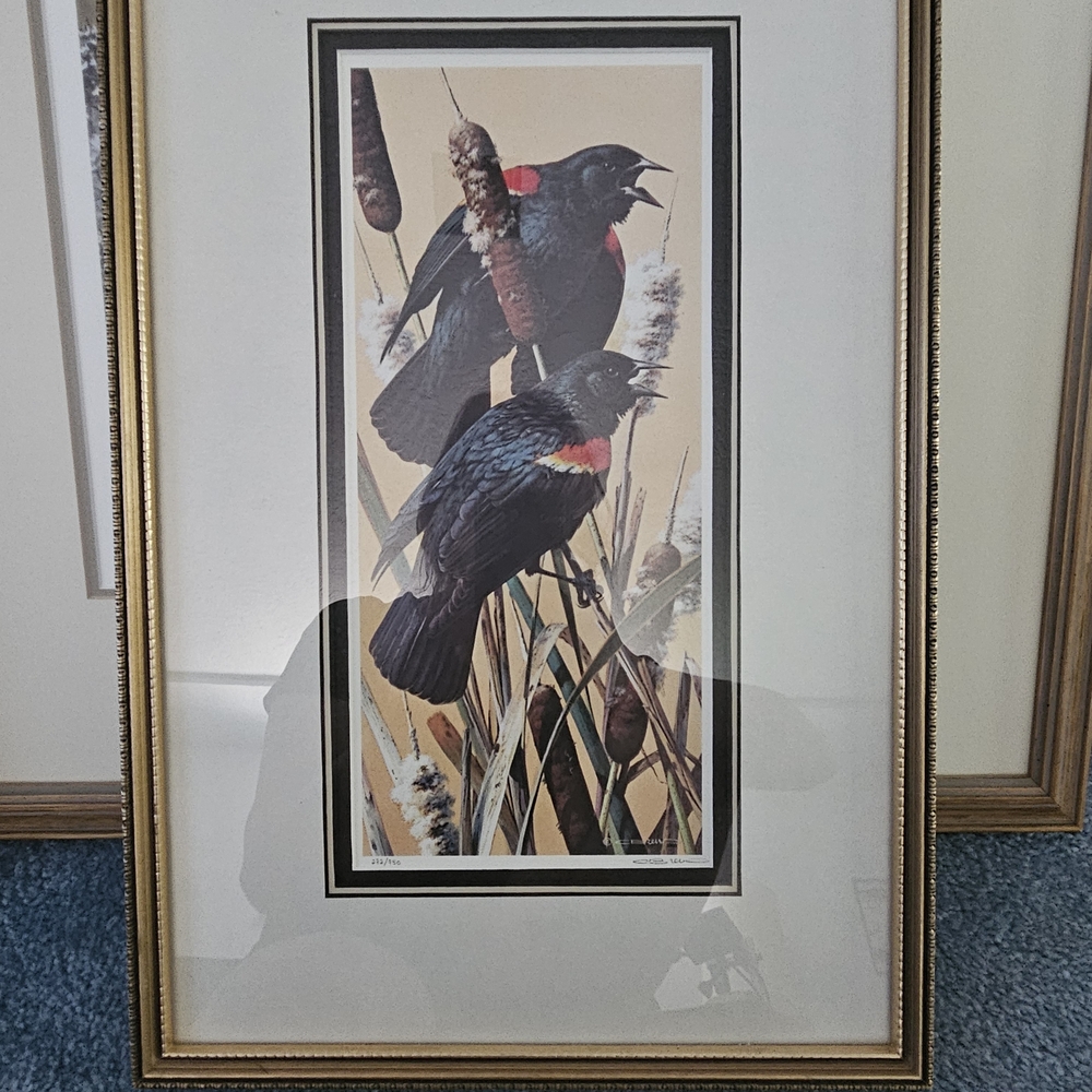 Red-Winged Blackbirds By Carl Brenders